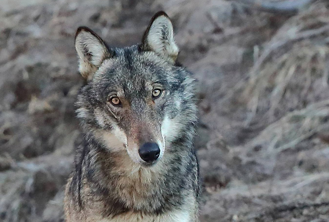  Il lupo, un animale affascinante. Cosa fare nel caso di un incontro ravvicinato?